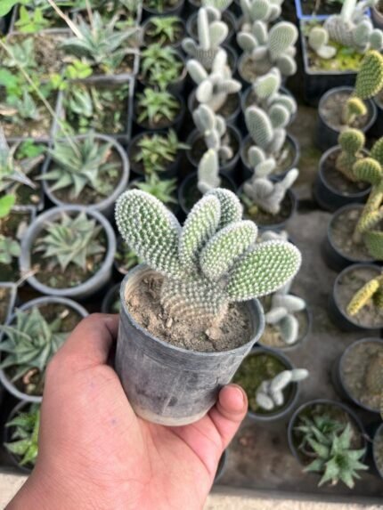 Bunny Ear White