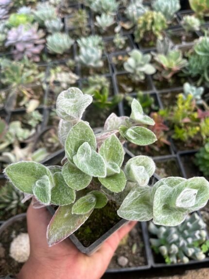 Tradescantia sillamontana