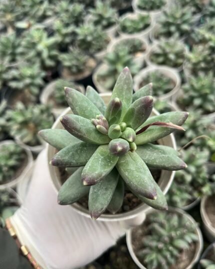 Pachyphytum Conpactum