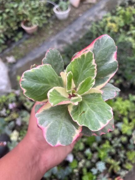 Varigated Kalanchoe
