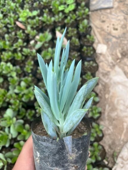 Long Blue Chackticks