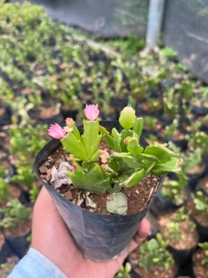 Schlumberger Tueacata