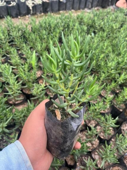 Crassula Tetragona