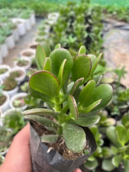 Crassula Ovata