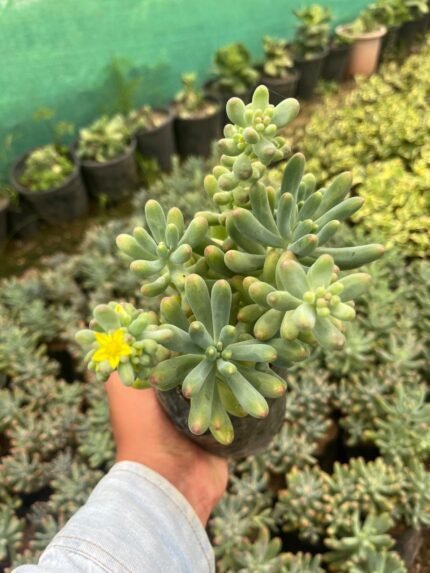 Sedum Pachyphyllum