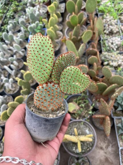 Bunny Ear Red
