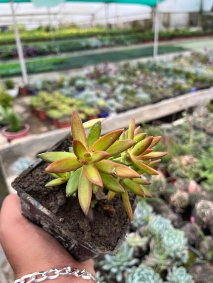 Sedum Nussbaumerianum