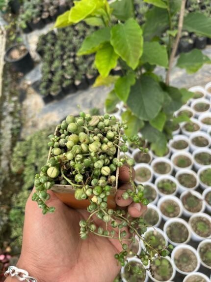 Variegated string of pearls