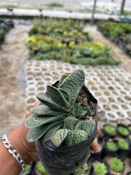 Gastaria