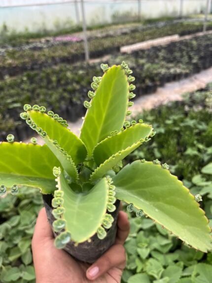 Kalanchoe Daigremontiana (Mother of Thousands)