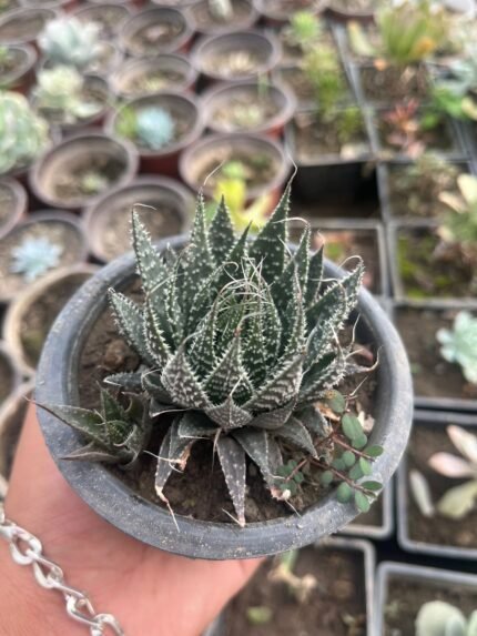 Lace aloe (With pot)