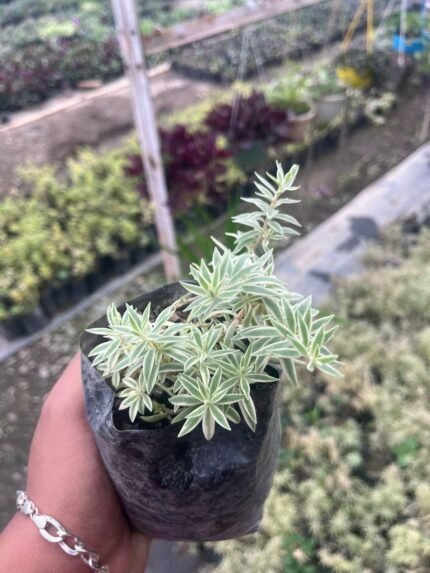 Sedum Star Grass