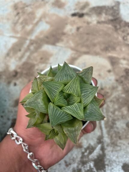 Haworthia retusa