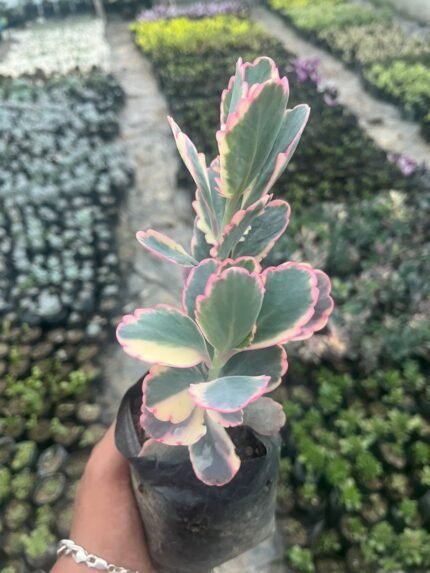 Kalanchoe Fedtschenkoi
