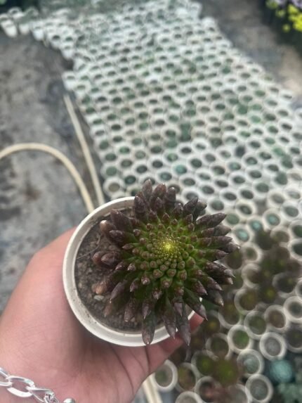 Orostovhys japorica