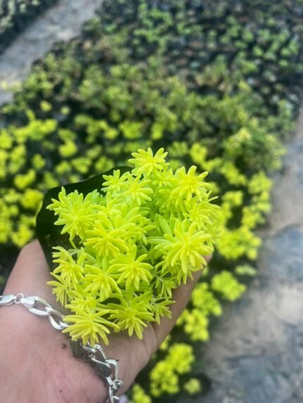 Golden Moss