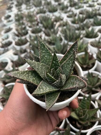 Gasteraloe limpopo