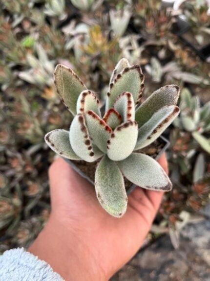 kalanchoe tomentosa propagation