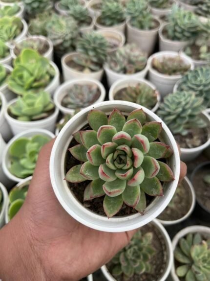 Echeveria pulidonis