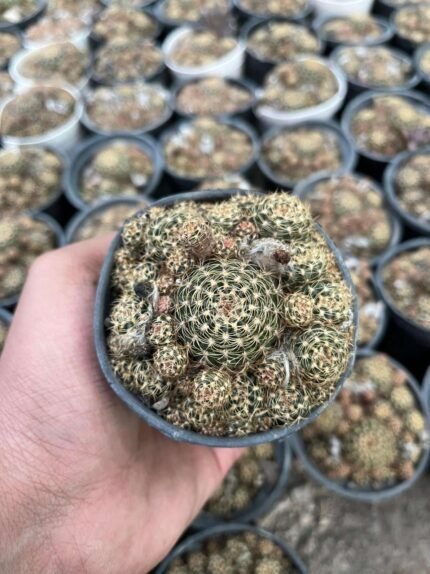 Sulcorebutia