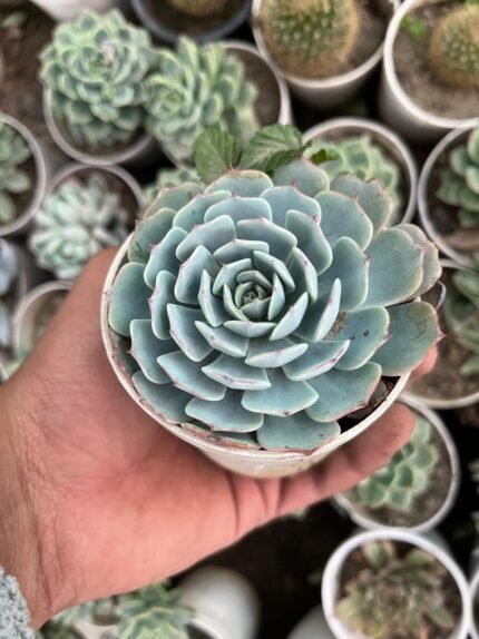 Echeveria Desmetiana