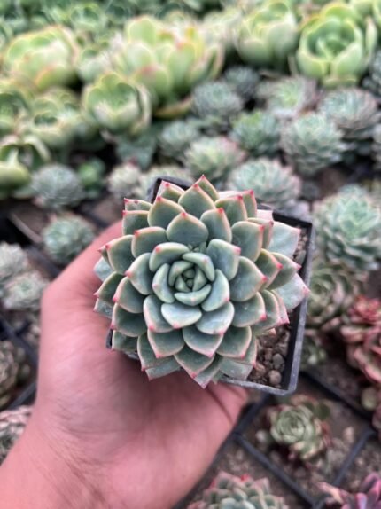 Echeveria Colorata