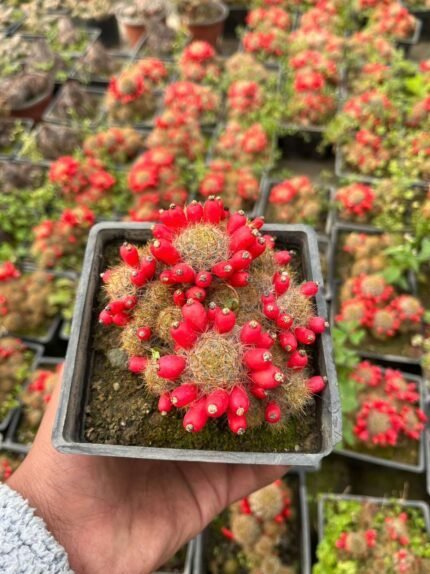 Multi Plant Red Pearl Cactus (With Pot)