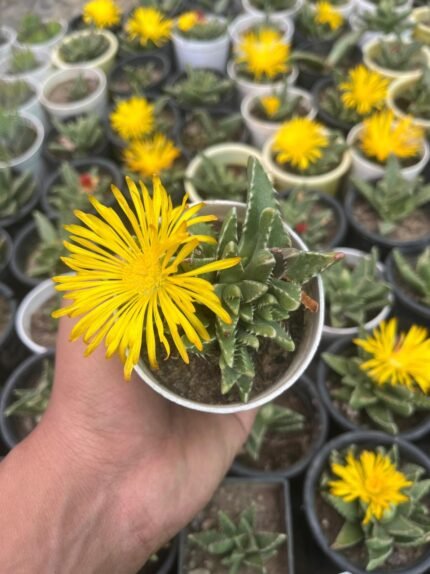 Faucaria tigrina