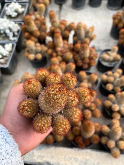 mammillaria elongata (With Pot)