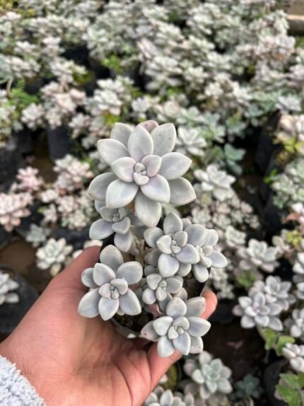Pachyphytum Bubble Gum