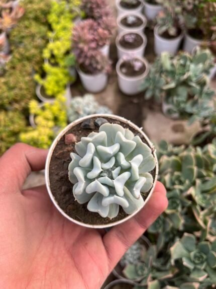 Echeveria Runyonii ‘Topsy Turvy’