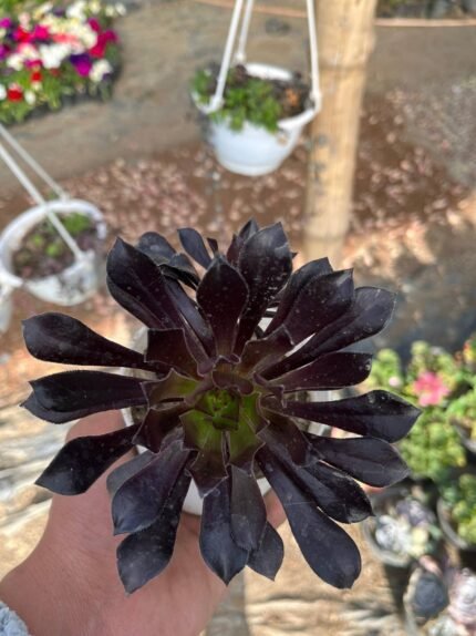 Aeonium ardoreum