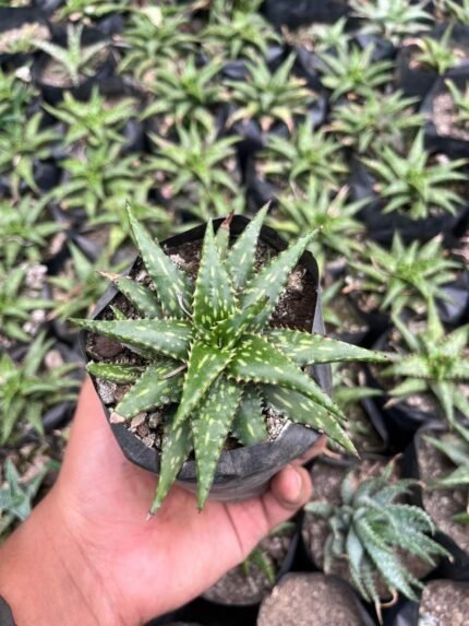 Aloe Tiger Jade