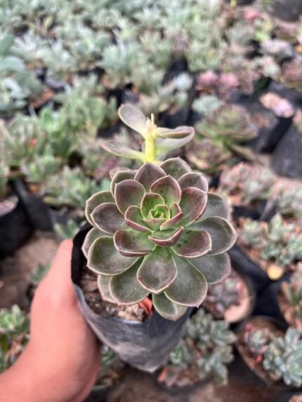 Echeveria Melaco