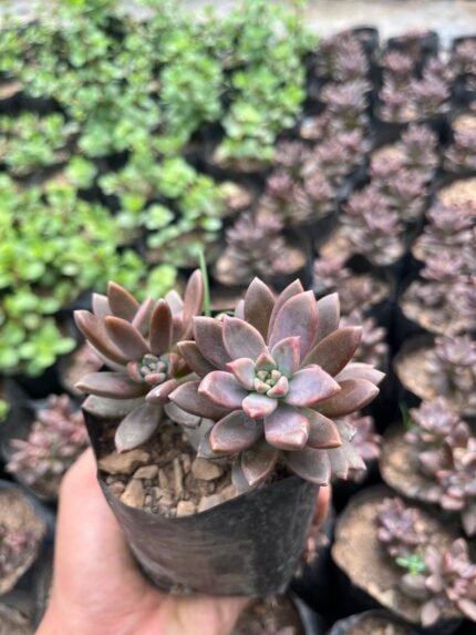 Chocolate Sedum