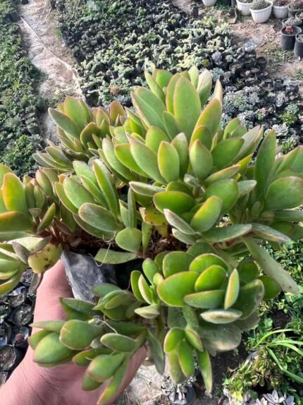 Cloud farm jade plant