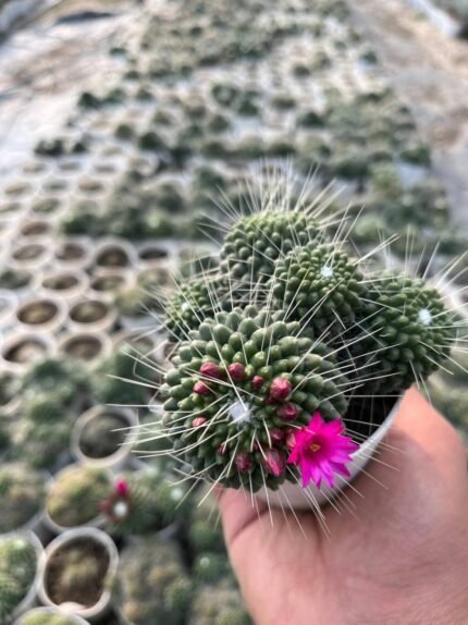Mammillaria spinosissima