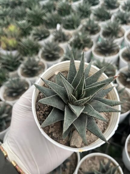 Haworthia herbacea