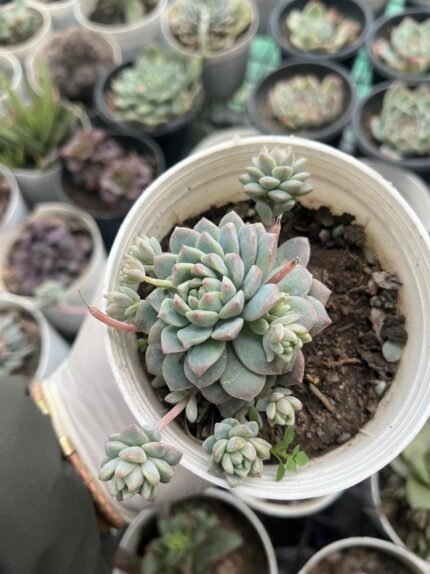 Echeveria Prolifica