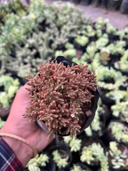 Crassula Humbertii