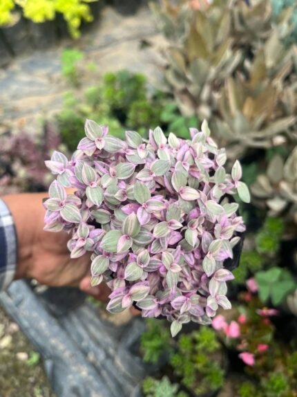 Pink lady plant