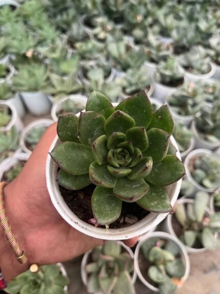 Pachyveria Scheideckeri