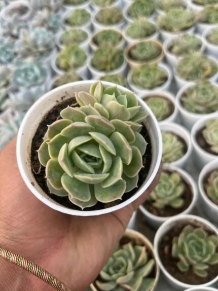 Echeveria Onslow