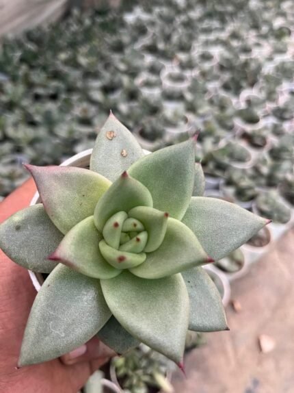 Molded Wax Agave