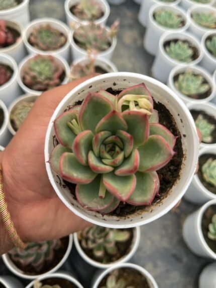 Echeveria Fire Pillar