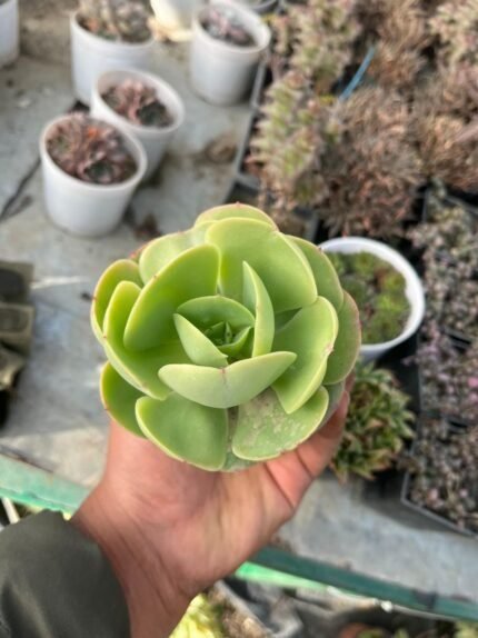 Cabbage Rose (echeveria pallida)