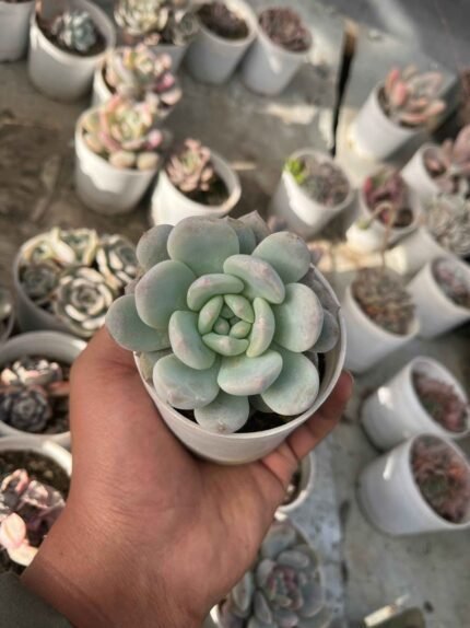 Echeveria 'Ice Green'