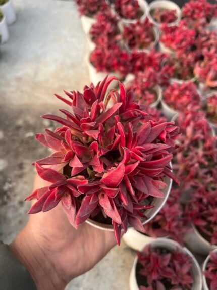 Red Pagoda