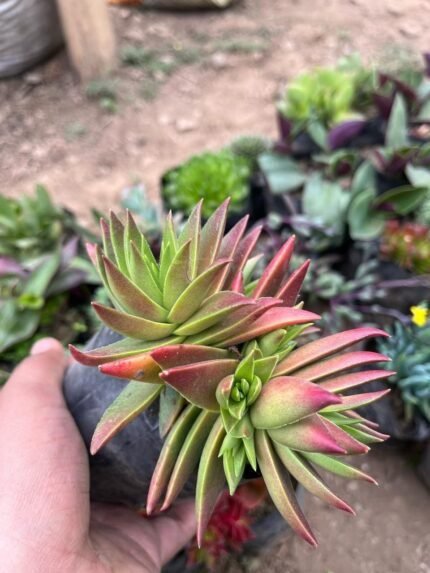 Crassula capitella (Campfire Plant)