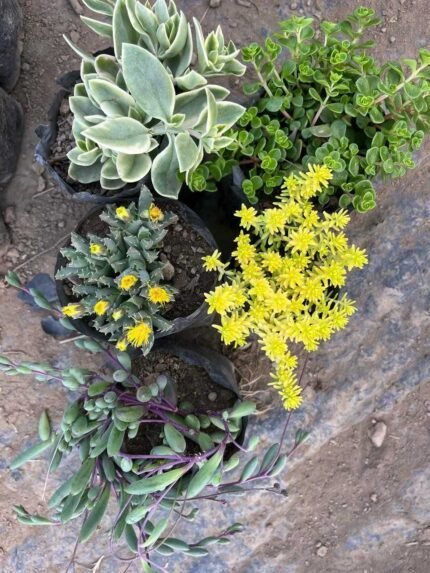 Succulent Combo no. 45